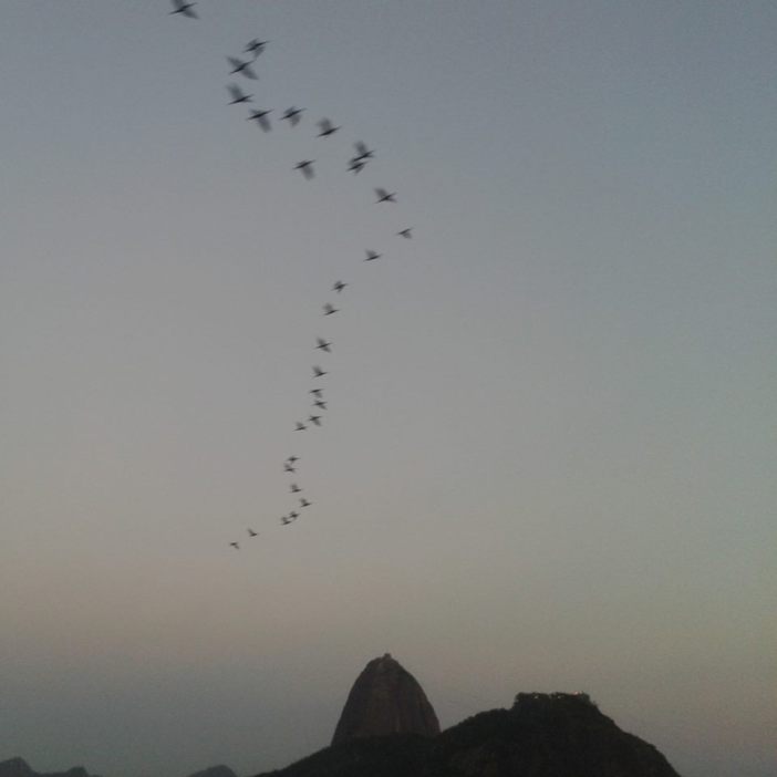Gaivotas passam lindas e belas pela Praia de Botafogo